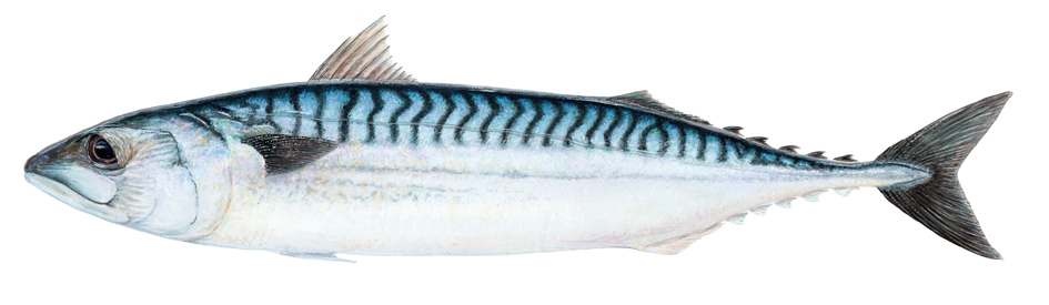 Scomber scrombus ("original Titus fish) showing the bright, shiny, and black way pattern belly. 