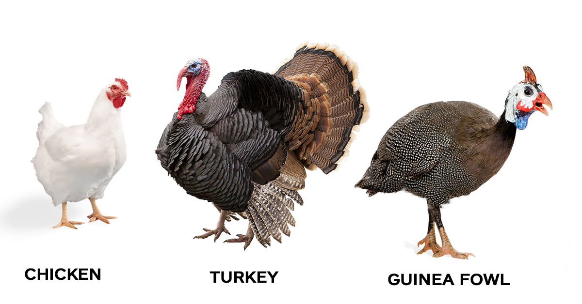 Turkey, chicken, & guinea fowl are three of the most consumed poultry meat in Nigeria.