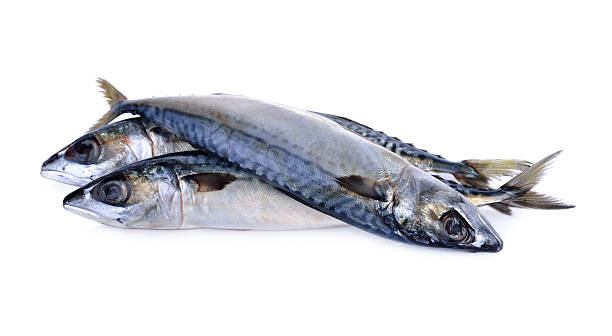 Chub mackerel aka “fake titus" fish (or Kampala)