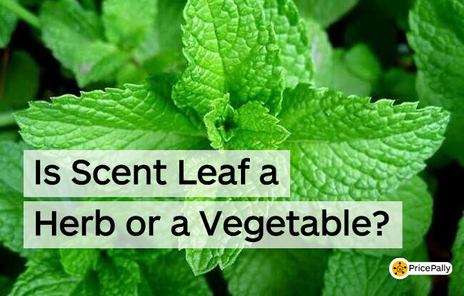 Is scent leaf a herb or a vegetable?