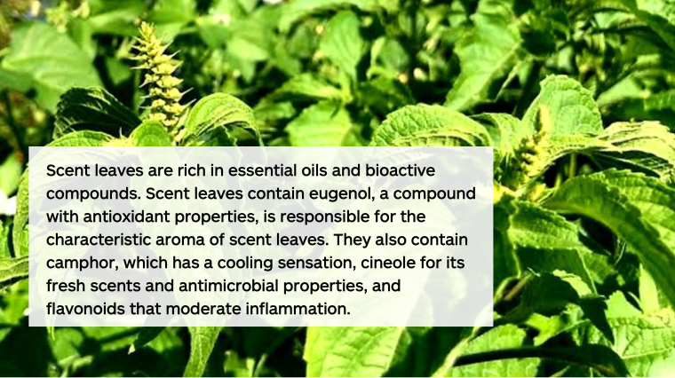 Scent leaves benefits