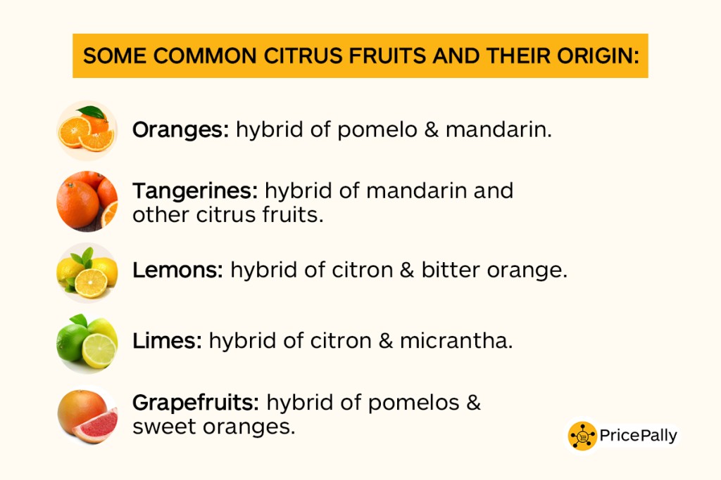 Origin of different citrus fruits